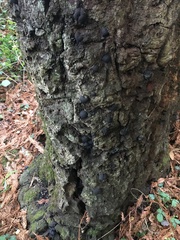 Phytophthora ramorum