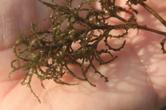 Najas horrida