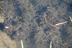 Najas horrida