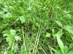 Eragrostis hypnoides