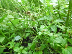 Eragrostis hypnoides