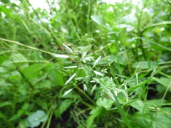 Eragrostis hypnoides