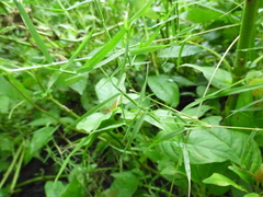 Eragrostis hypnoides