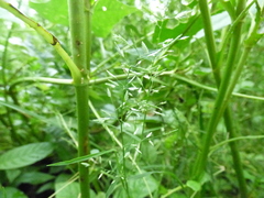 Eragrostis hypnoides