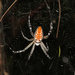 Dome Web Spider - Photo (c) Pete Woodall, some rights reserved (CC BY-NC), uploaded by Pete Woodall