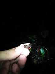 Microhyla palmipes