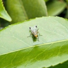 Pygophora apicalis