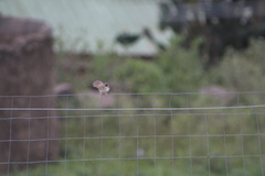 Cisticola chiniana