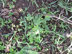 Sanicula bipinnatifida