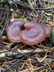 Cortinarius birkebakii