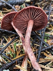 Cortinarius birkebakii