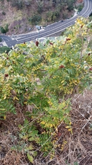 Rhus coriaria image