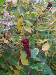 Rhus coriaria image