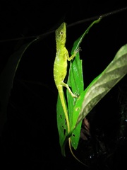 Pseudocalotes tympanistriga