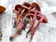 Cortinarius birkebakii