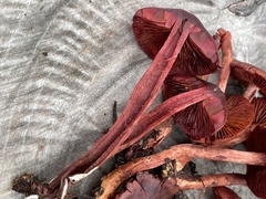 Cortinarius birkebakii