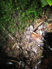 Tytthoscincus temmincki