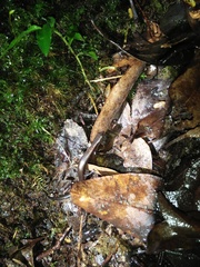 Tytthoscincus temmincki