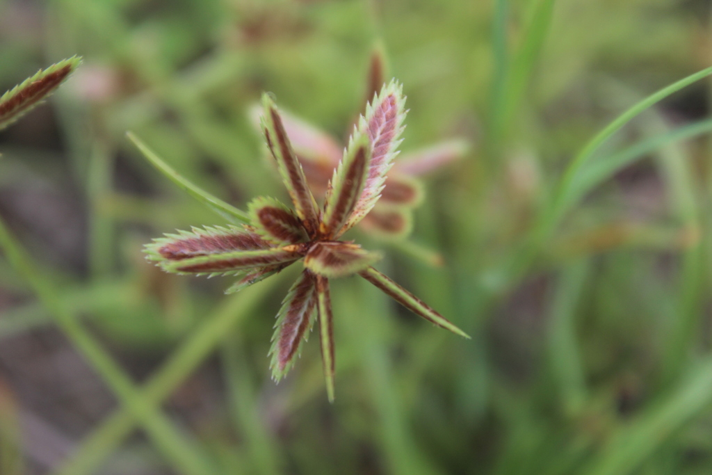 Cyperus teneriffae (Cyperus teneriffae)