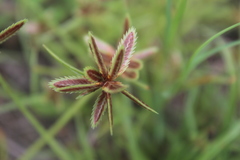 Cyperus rubicundus