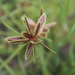 Cyperus rubicundus - Photo (c) Erwin Sieben, some rights reserved (CC BY-NC), uploaded by Erwin Sieben