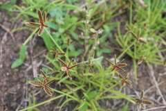 Cyperus rubicundus