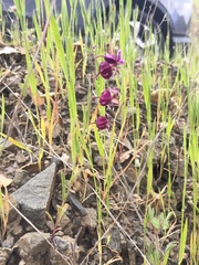 Streptanthus glandulosus hoffmanii