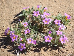 Nama aretioides multiflora
