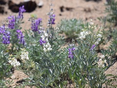 Lupinus nevadensis