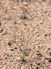 Nemacladus sigmoideus