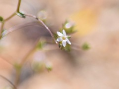 Nemacladus sigmoideus