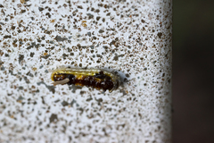 Phauda flammans