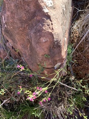 Zeltnera calycosa