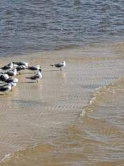 Leucophaeus atricilla