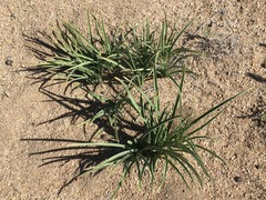 Leucocrinum montanum