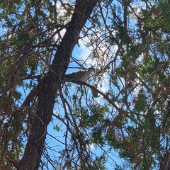Streptopelia decaocto