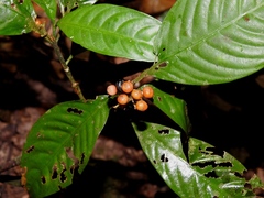 Palicourea racemosa