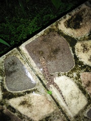 Gehyra mutilata