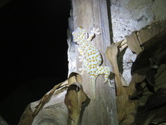 Gekko gecko