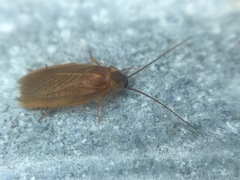 Compsodes schwarzi