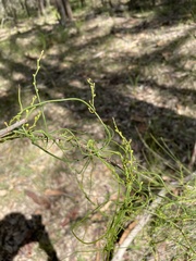 Cassytha paniculata