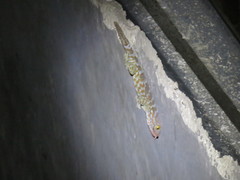 Gekko gecko