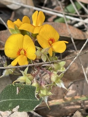 Podolobium scandens