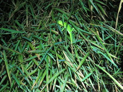 Bronchocela jubata