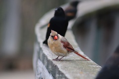 Cardinalis