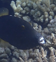 Cantherhines dumerilii