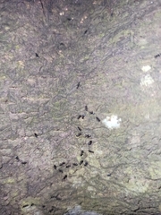 Formicidae