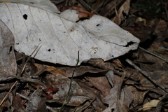 Burmannia biflora