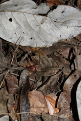 Burmannia biflora