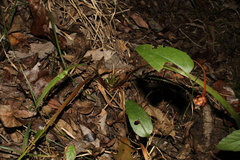 Xyris difformis